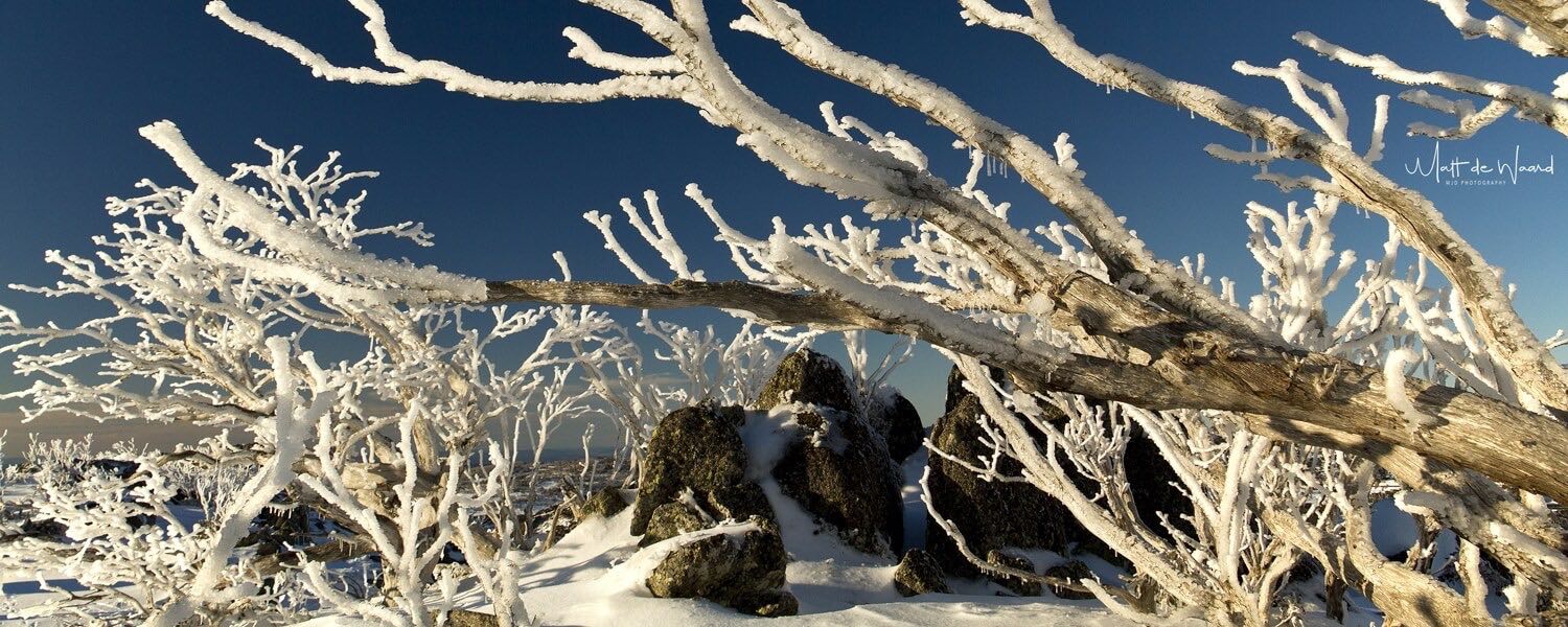 Icy Trees - MJDPhotosdotcom