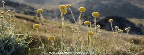 mandylamontphotography471logo